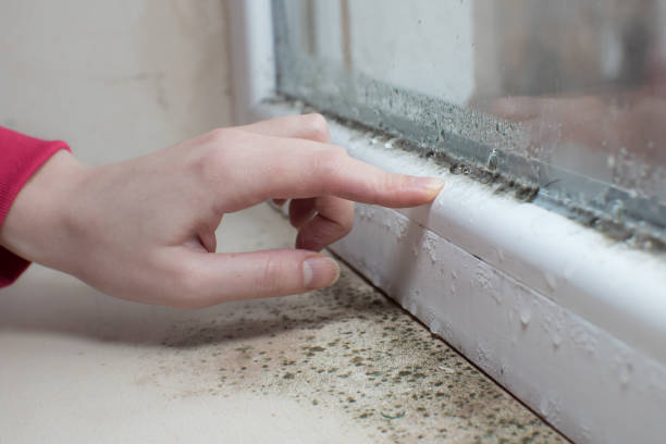 Best Mold Remediation for Healthcare Facilities  in Circleville, OH