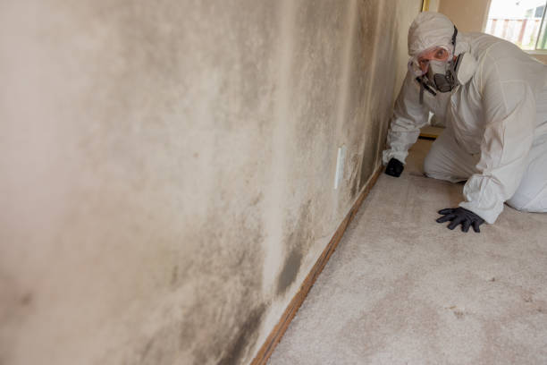 Best Airborne Mold Testing  in Circleville, OH